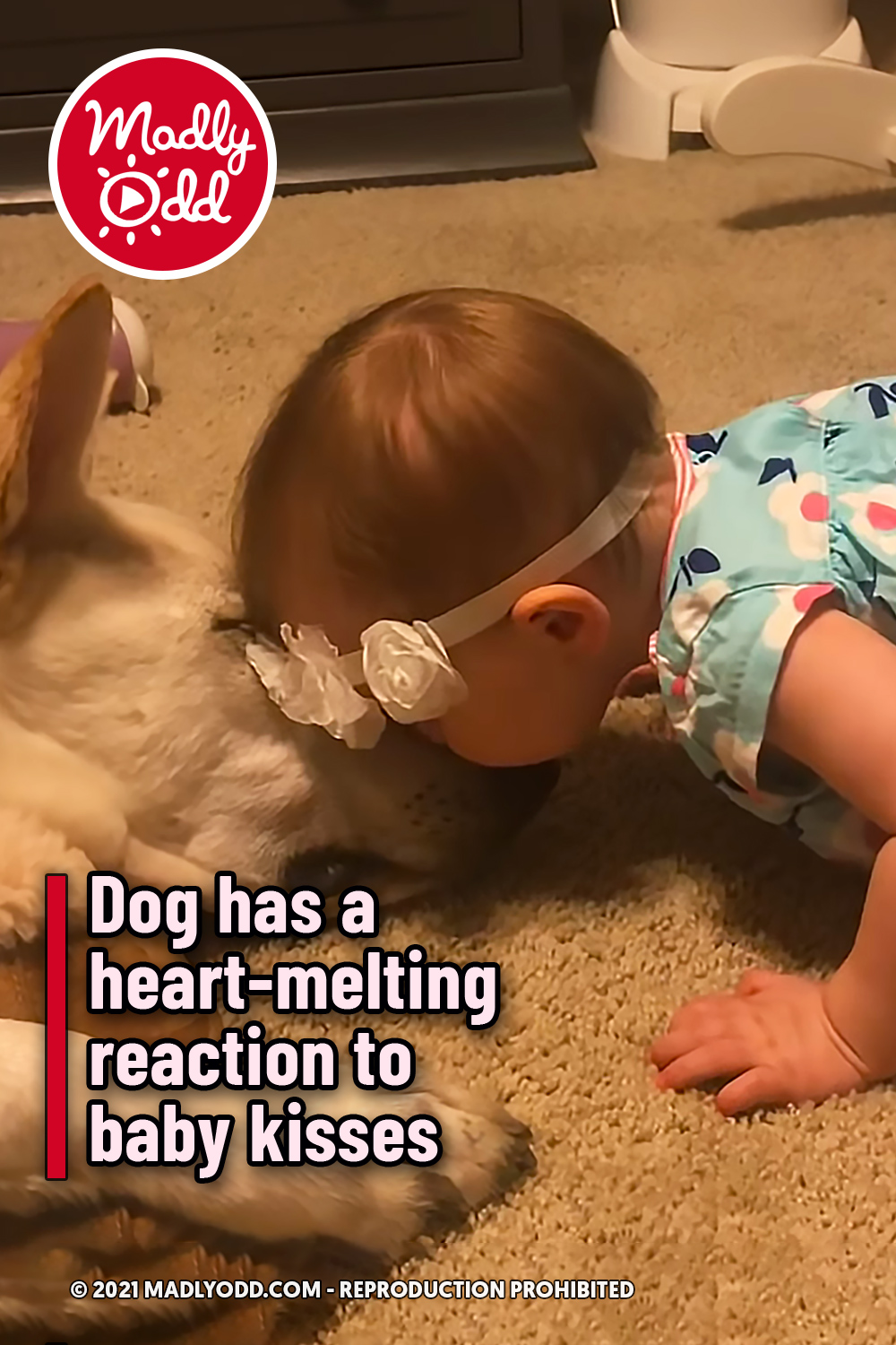 Dog has a heart-melting reaction to baby kisses