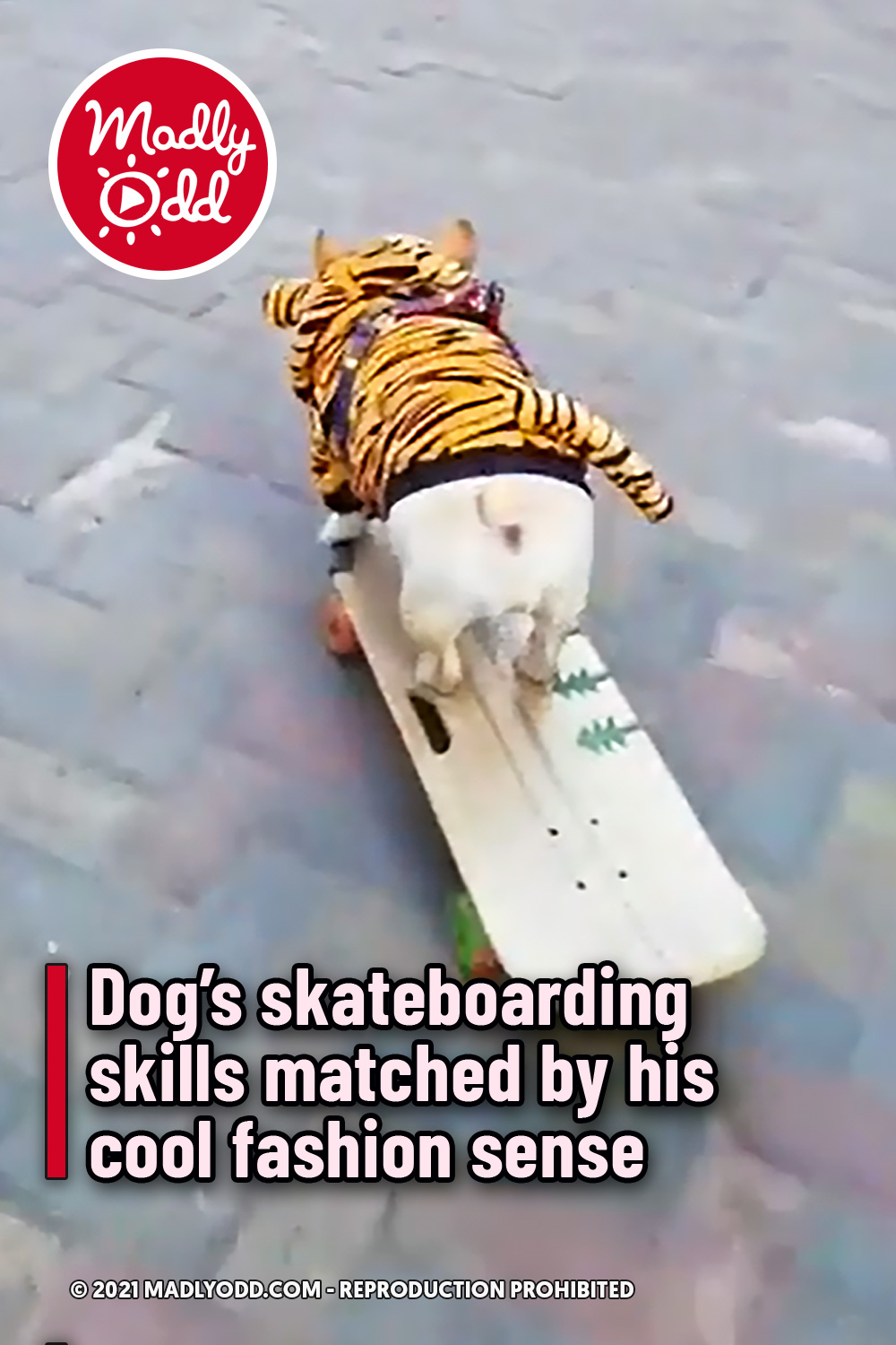 Dog’s skateboarding skills matched by his cool fashion sense