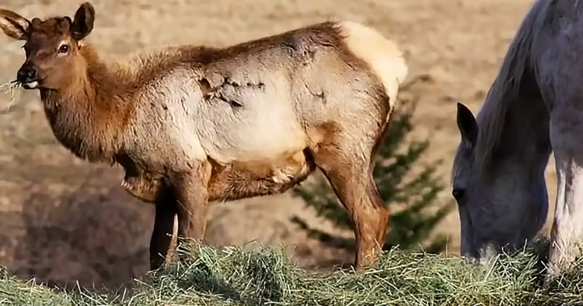 Pinterest Hidden Image