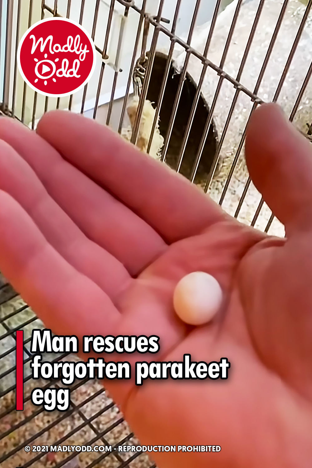 Man rescues forgotten parakeet egg