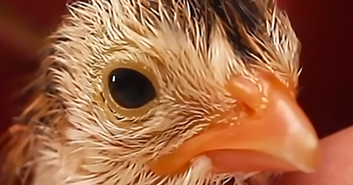 Pinterest Hidden Image