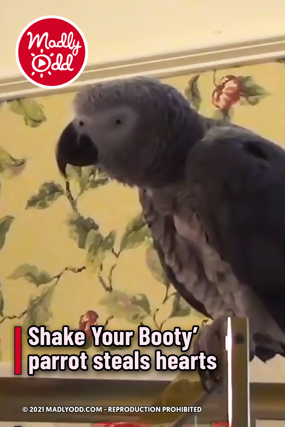 Shake Your Booty\' parrot steals hearts