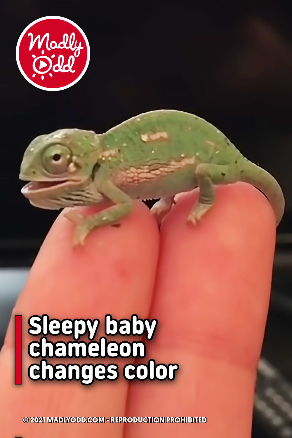 Sleepy baby chameleon changes color