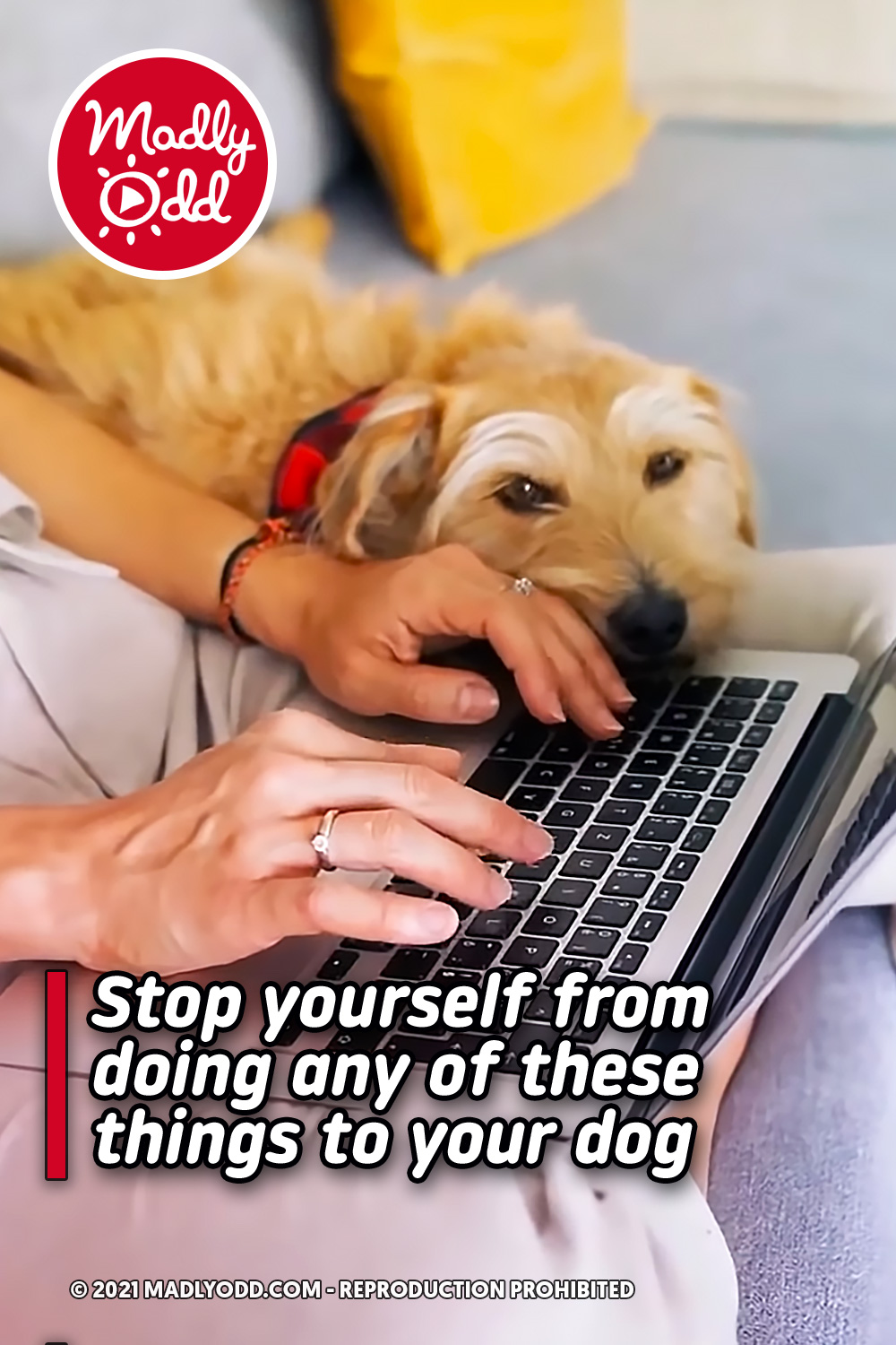 Stop yourself from doing any of these things to your dog