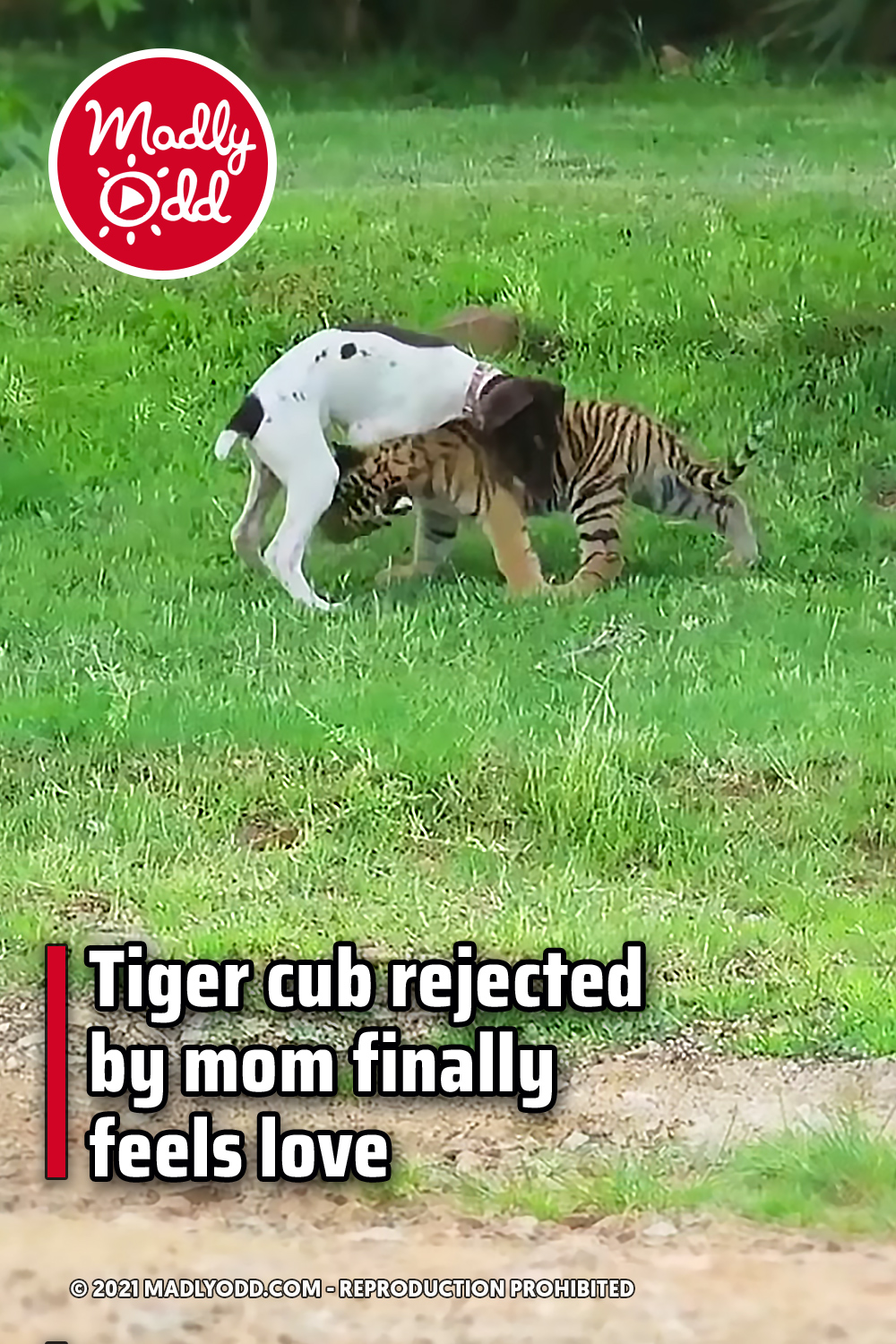 Tiger cub rejected by mom finally feels love