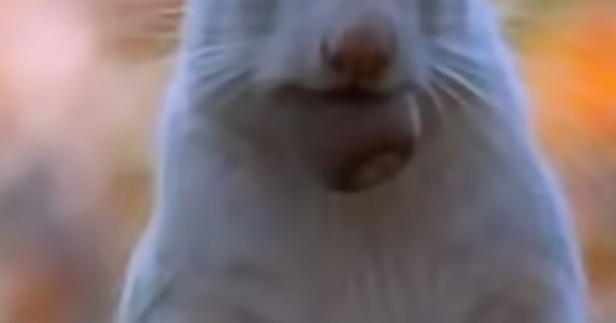 Pinterest Hidden Image