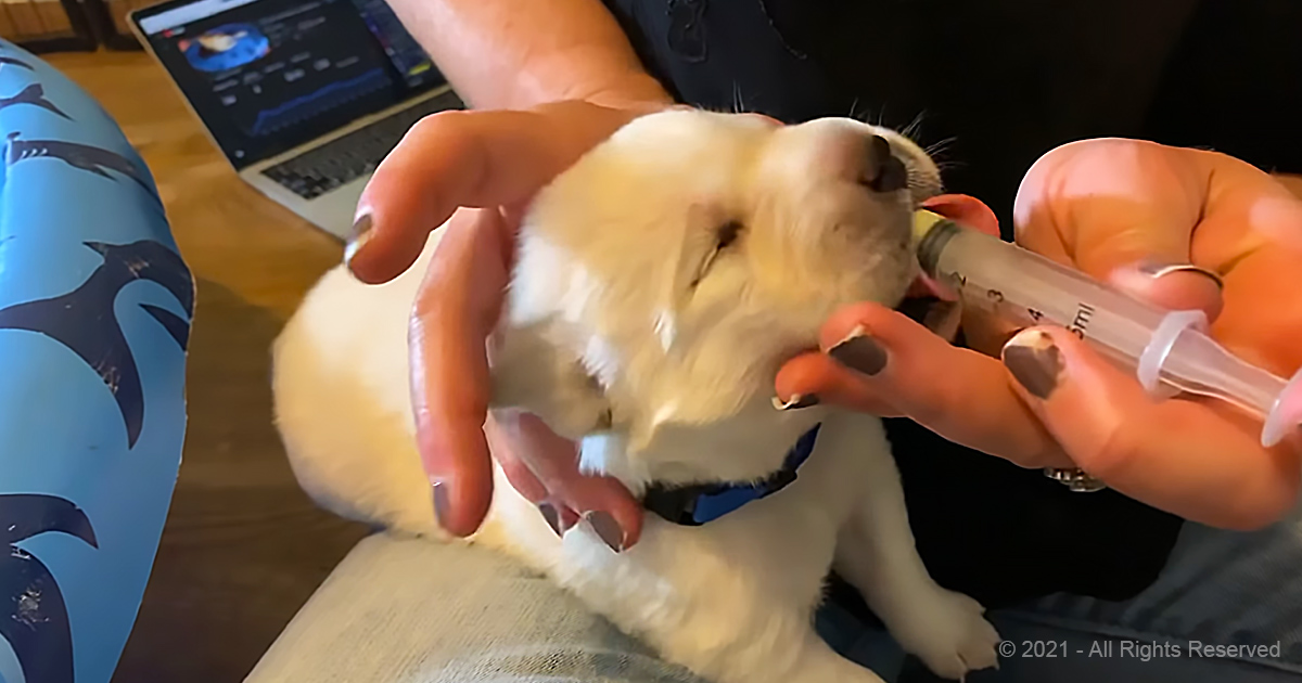 Image showcasing Sweet lab puppies get banana milkshakes – Madly Odd!