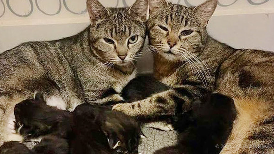 Gentle Dog Helps Mother Cat Deliver Her Kittens. It Is So Beautiful To