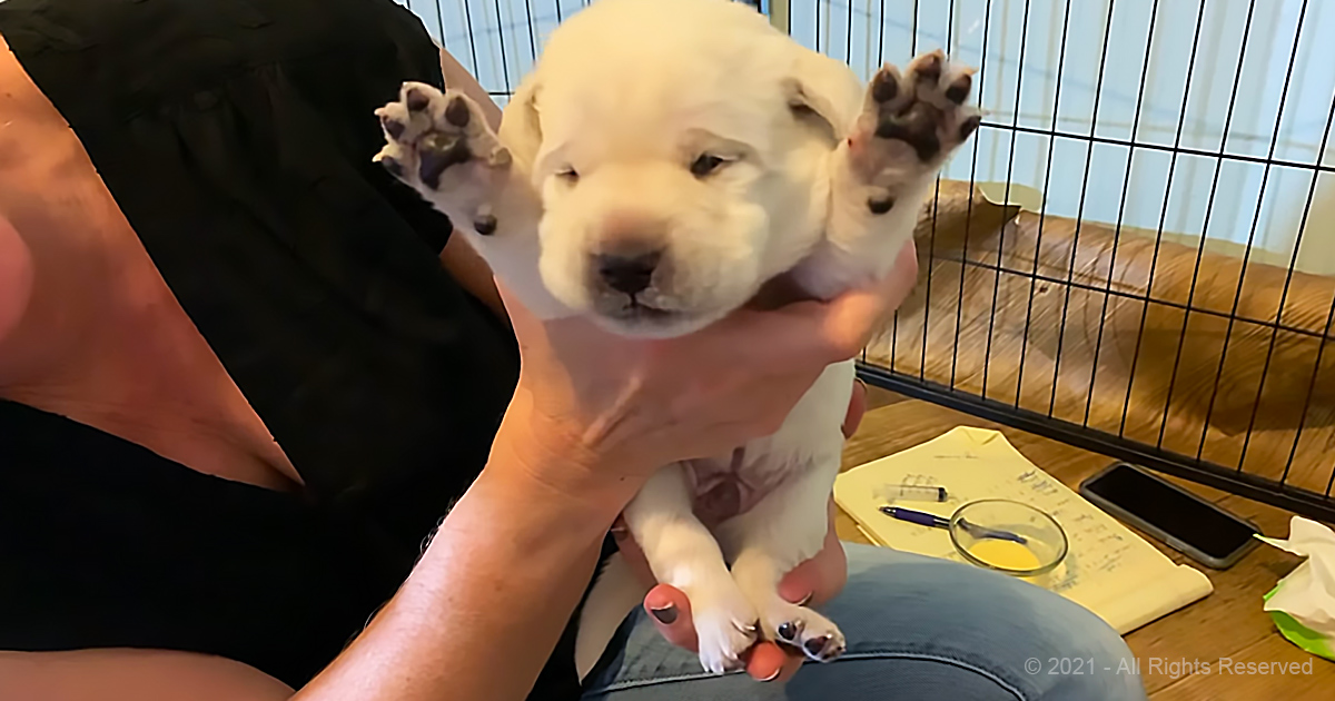 Sweet lab puppies get banana milkshakes - Can I Give Banana And Milk To Puppies