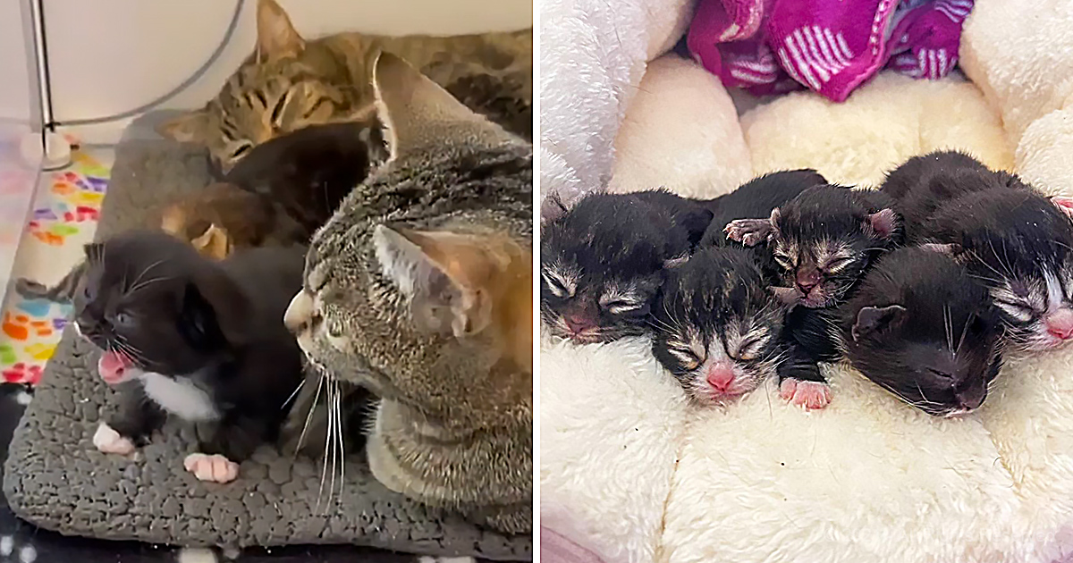 These two rescued cats raise their kittens together Madly Odd!