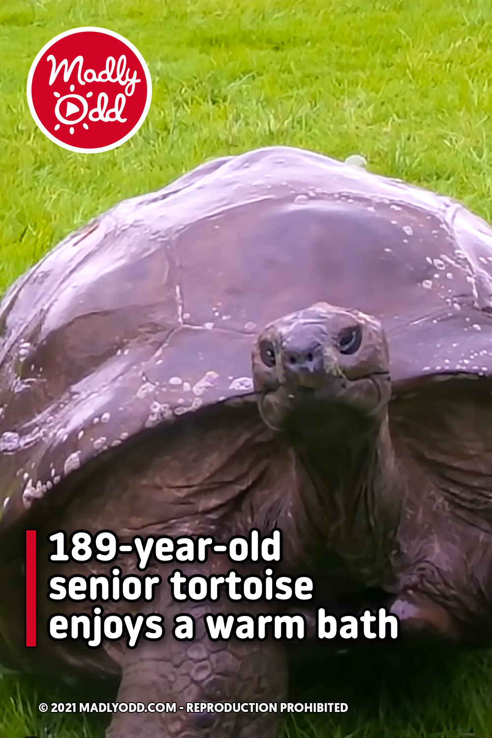 189-year-old senior tortoise enjoys a warm bath