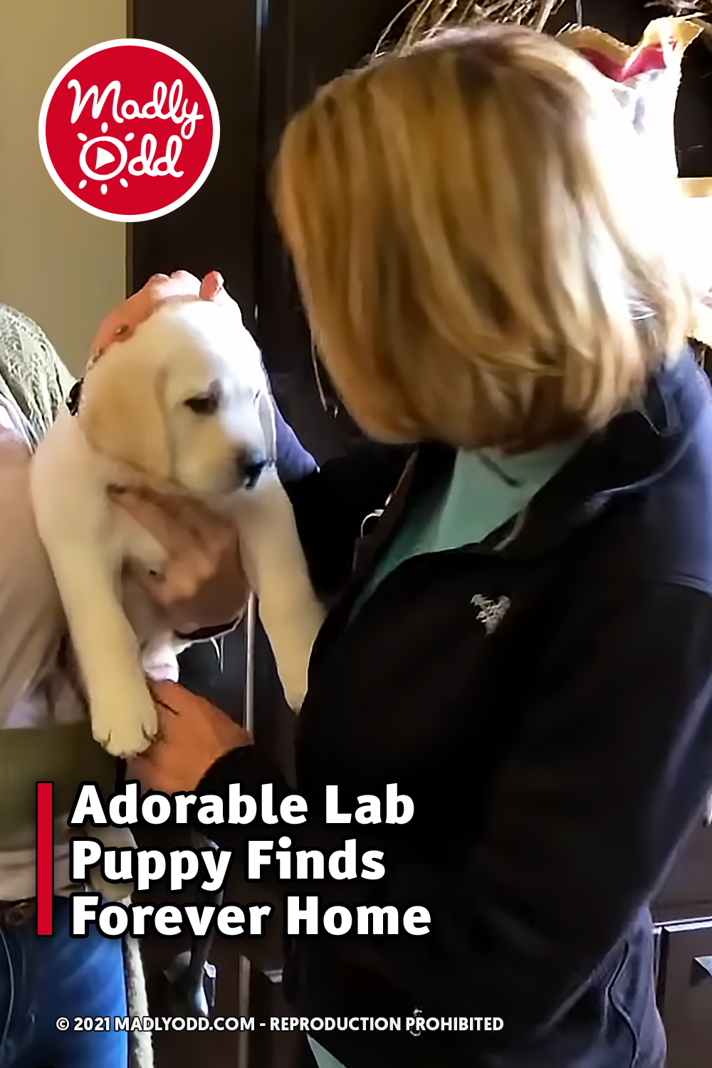 Adorable Lab Puppy Finds Forever Home