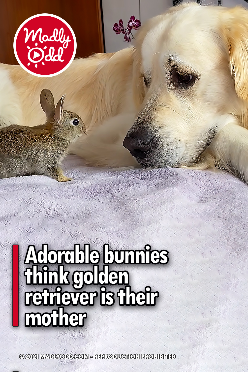 Adorable bunnies think golden retriever is their mother