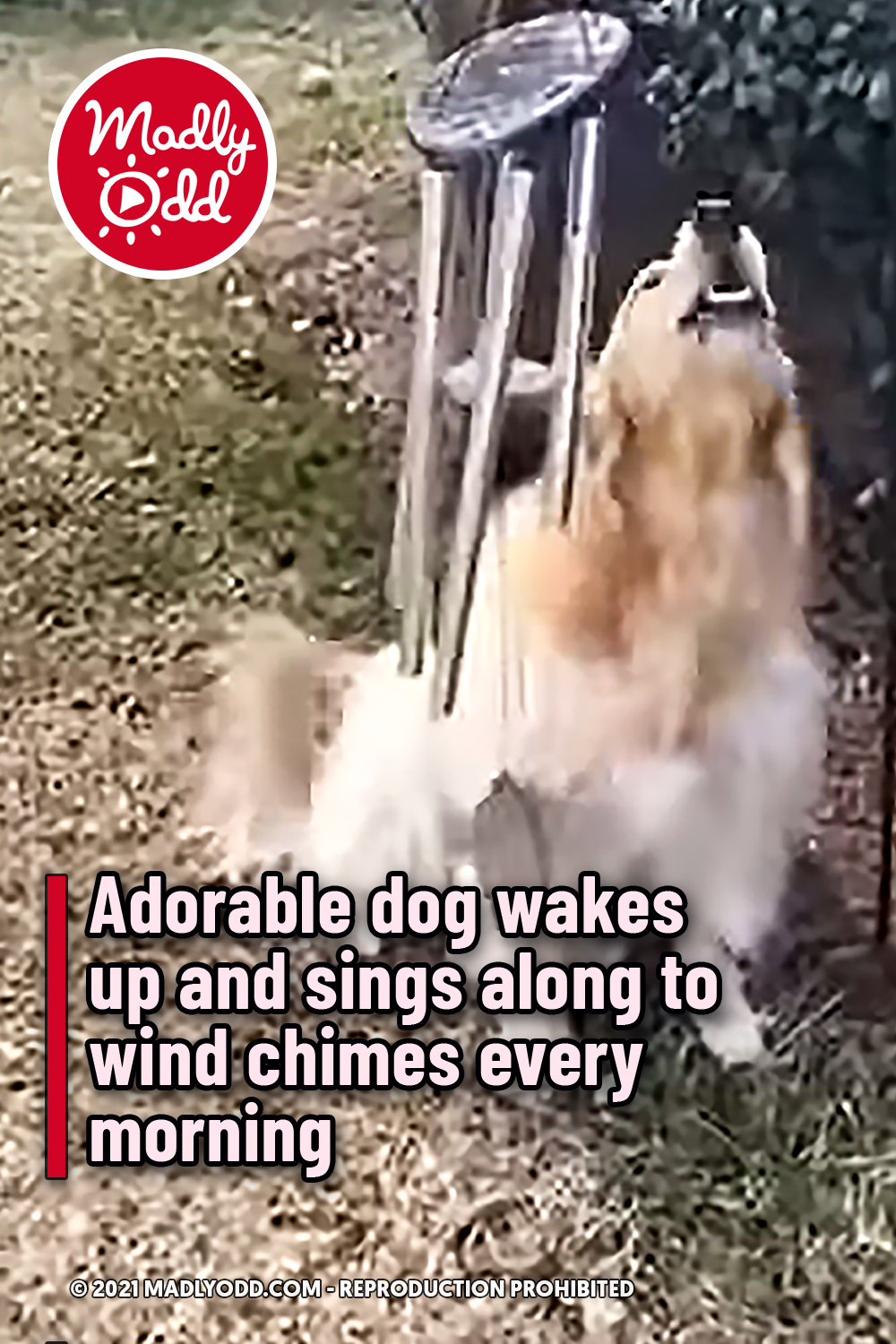 Adorable dog wakes up and sings along to wind chimes every morning
