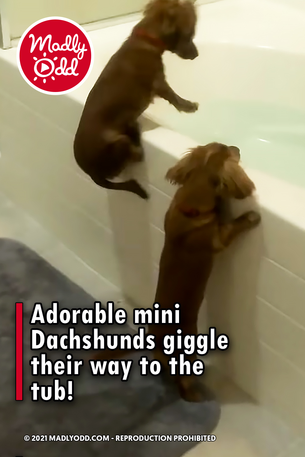 Adorable mini Dachshunds giggle their way to the tub!