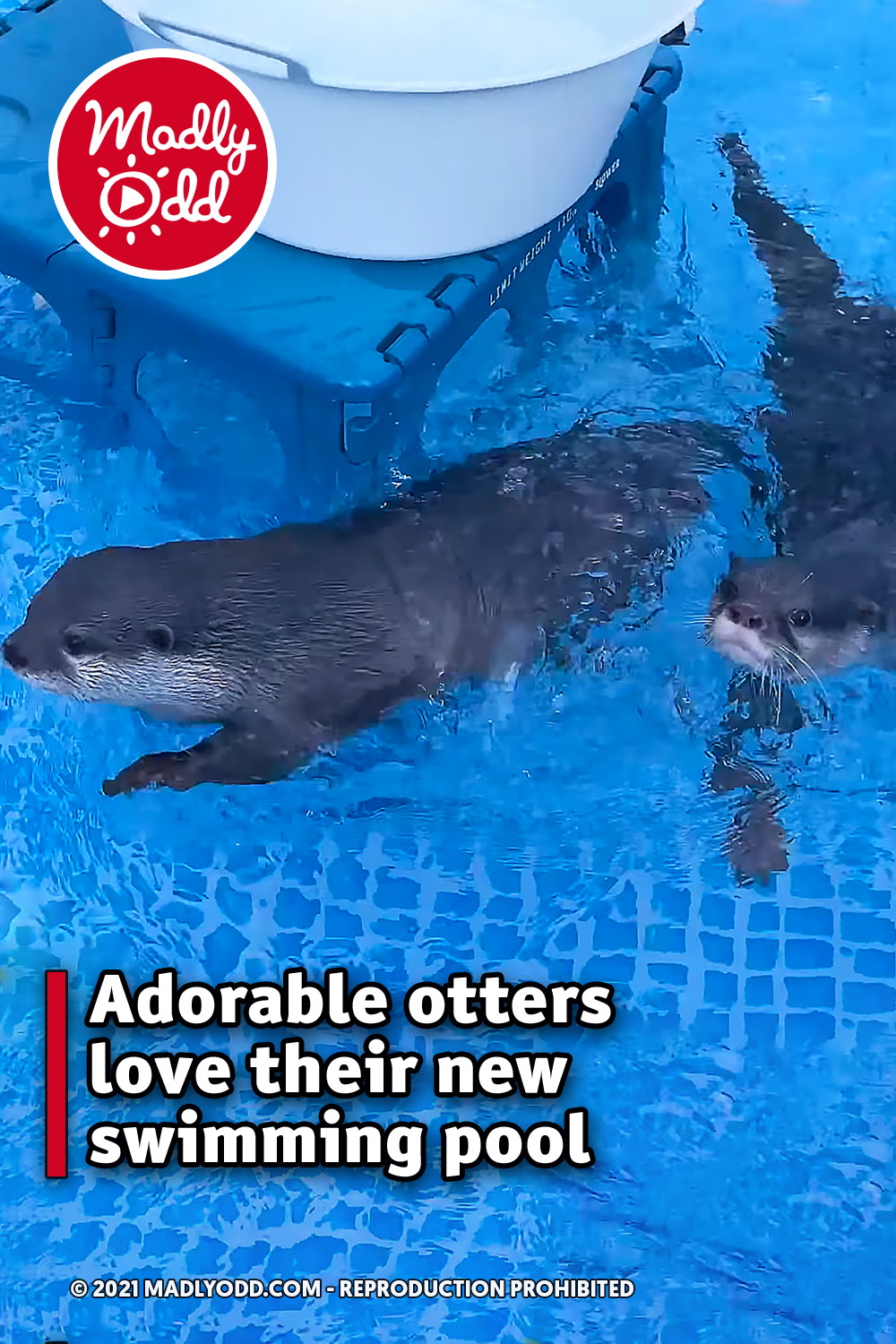 Adorable otters love their new swimming pool