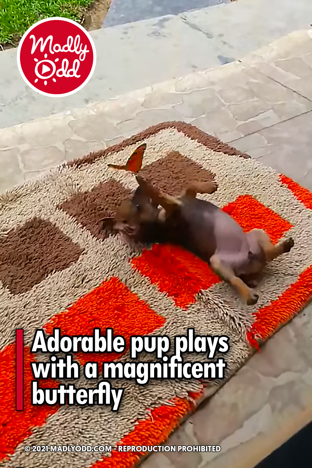 Adorable pup plays with a magnificent butterfly