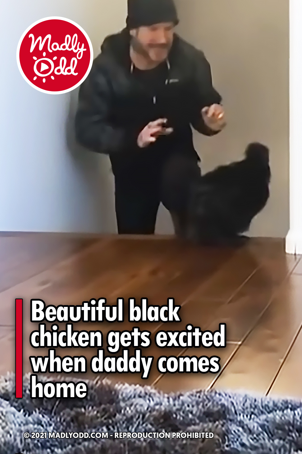 Beautiful black chicken gets excited when daddy comes home