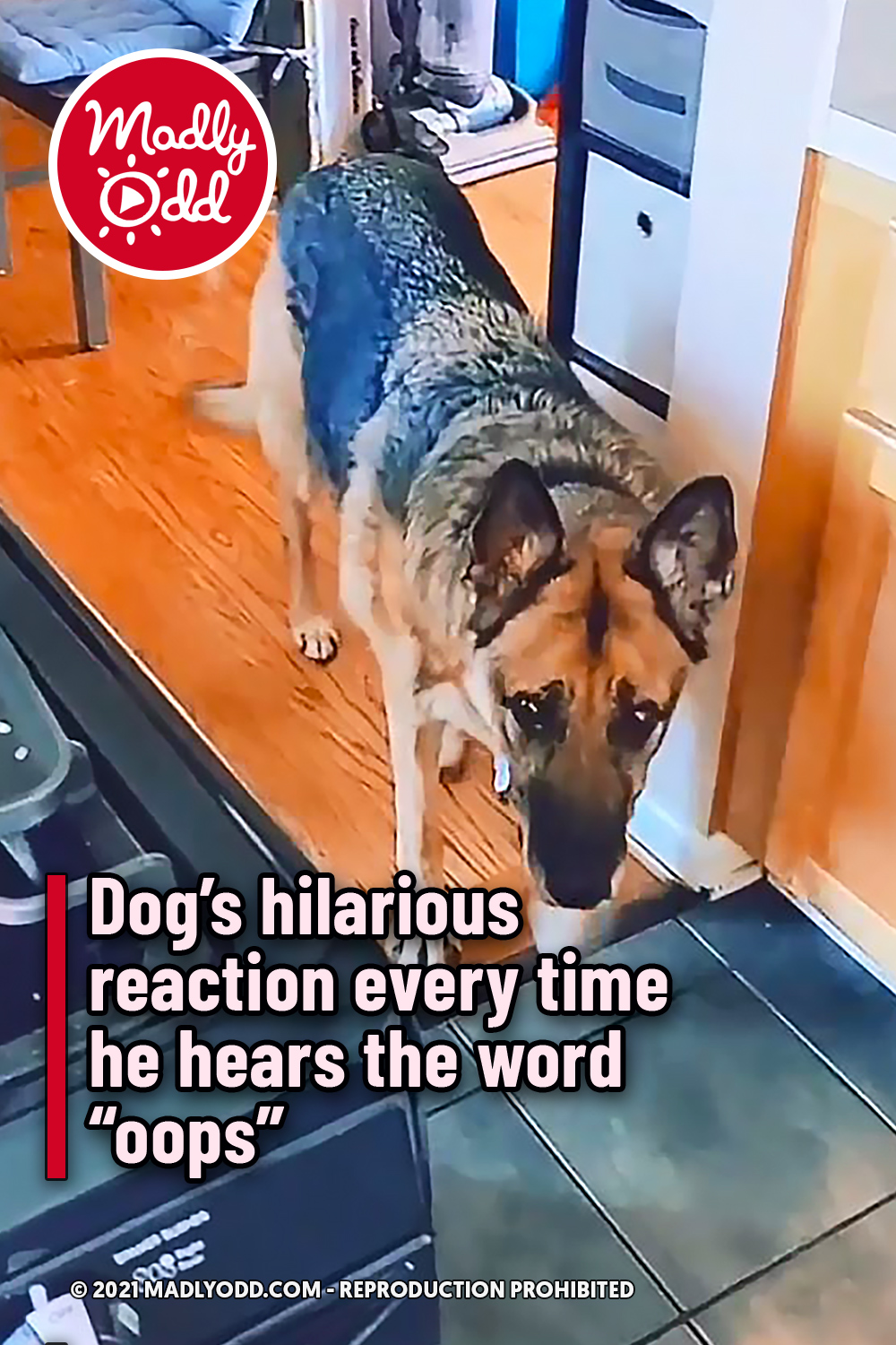 Dog’s hilarious reaction every time he hears the word “oops”