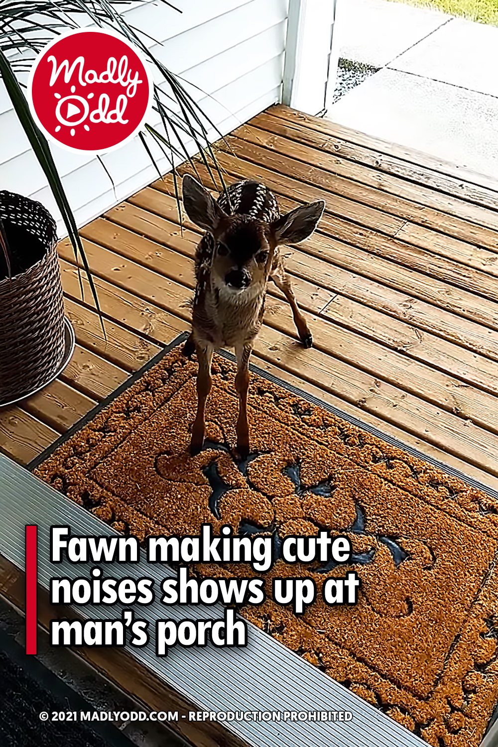 Fawn making cute noises shows up at man’s porch