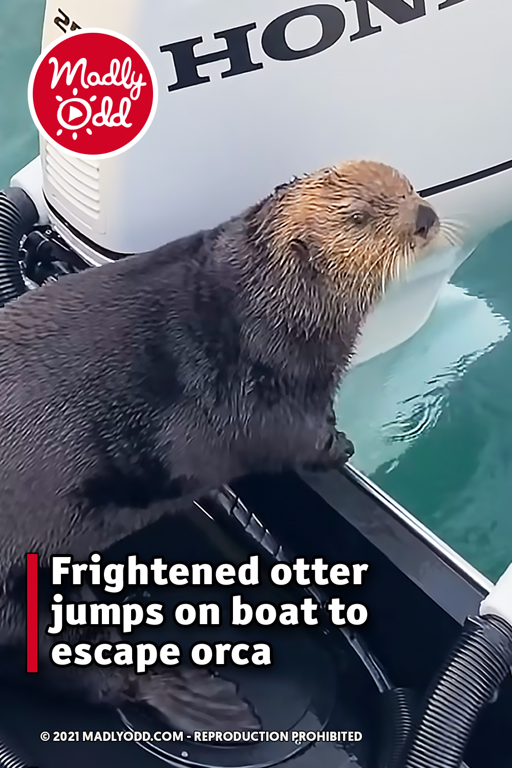 Frightened otter jumps on boat to escape orca