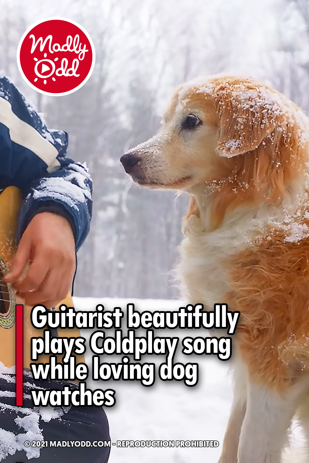 Guitarist beautifully plays Coldplay song while loving dog watches