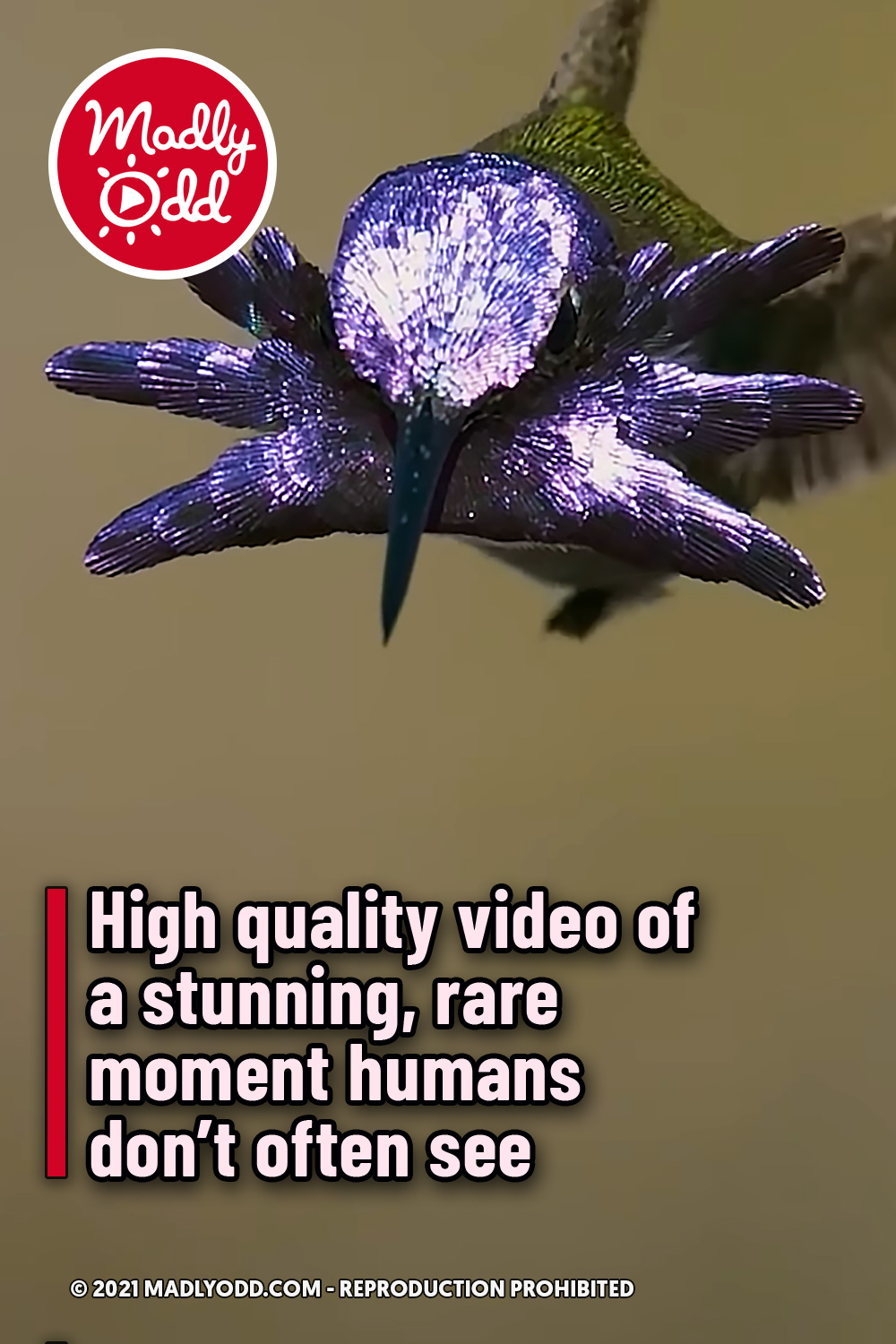 High quality video of a stunning, rare moment humans don’t often see