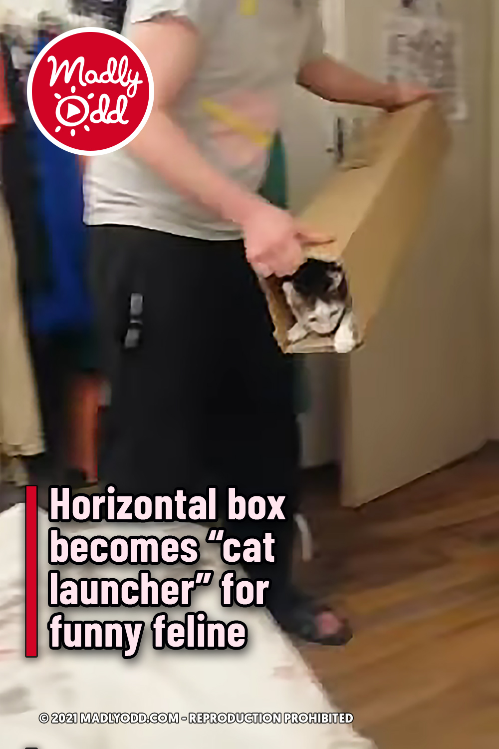 Horizontal box becomes “cat launcher” for funny feline