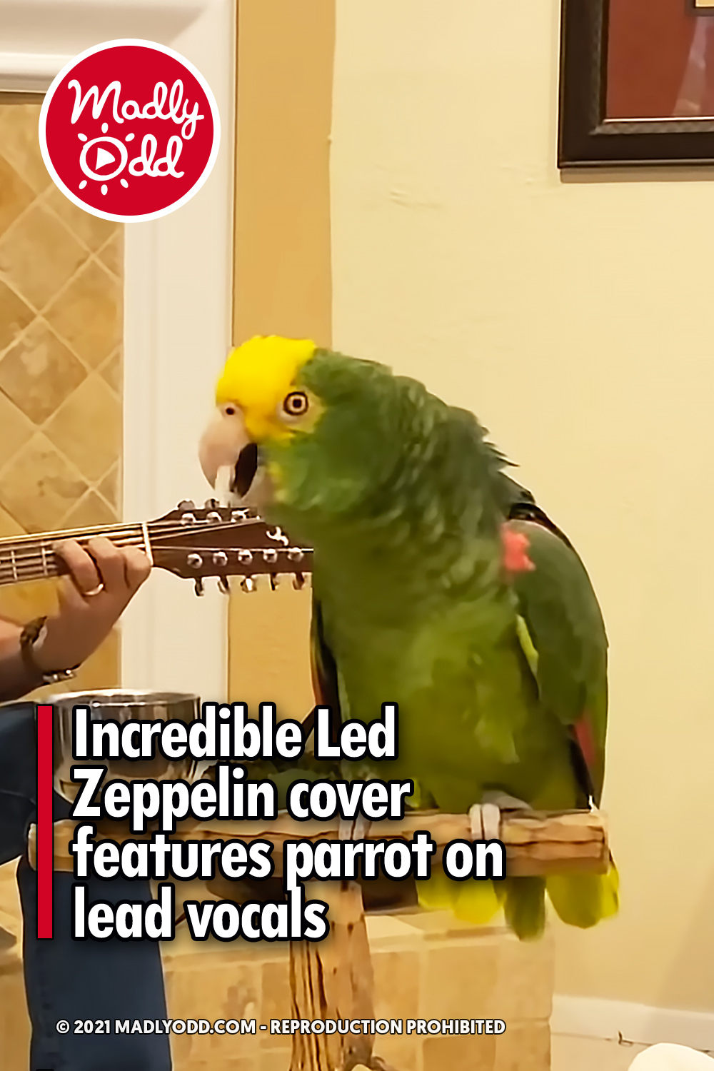 Incredible Led Zeppelin cover features parrot on lead vocals