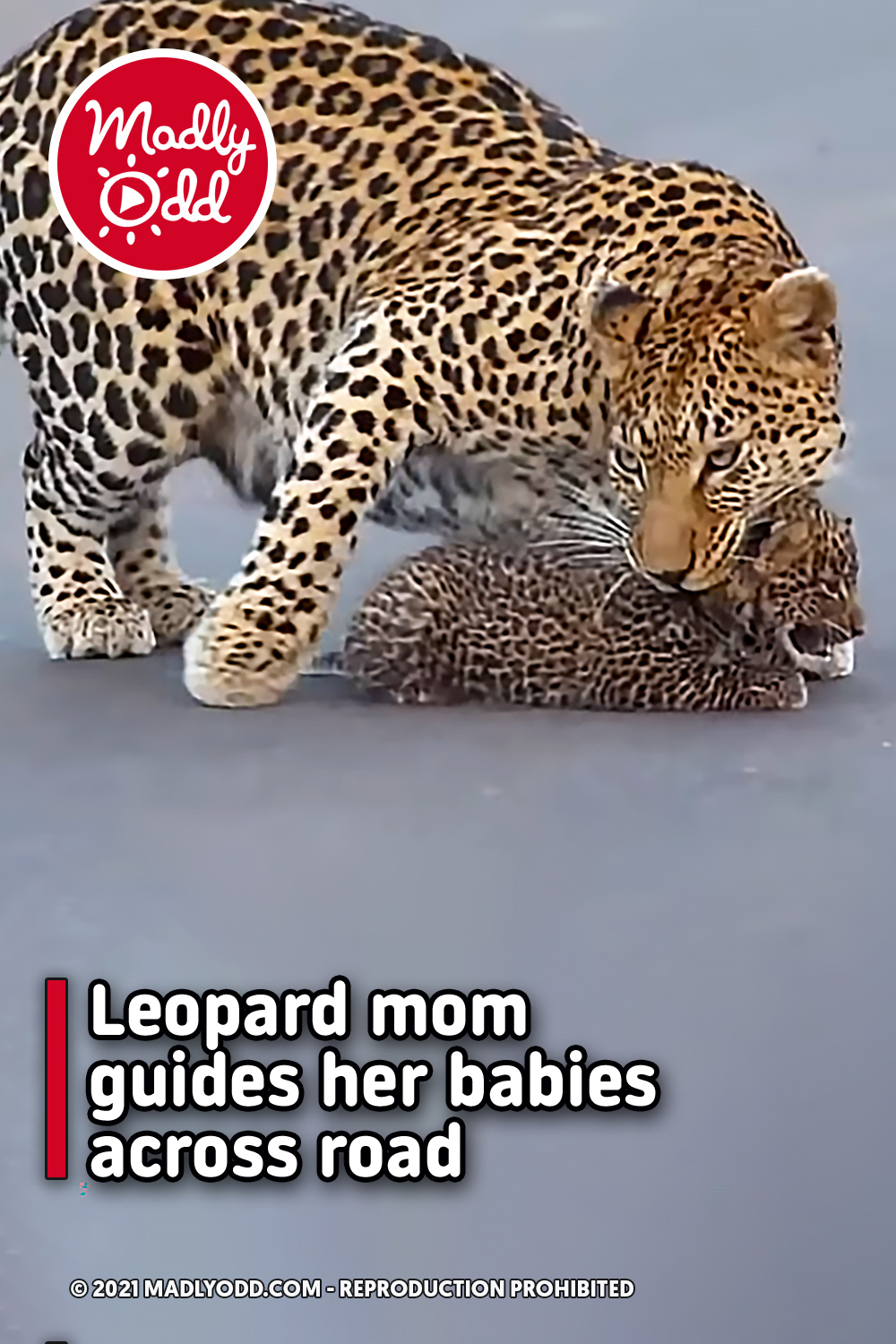 Leopard mom guides her babies across road