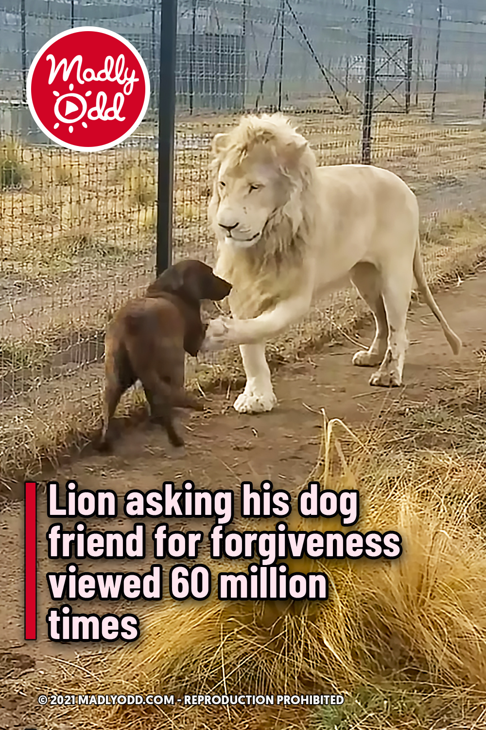 Lion asking his dog friend for forgiveness viewed 60 million times