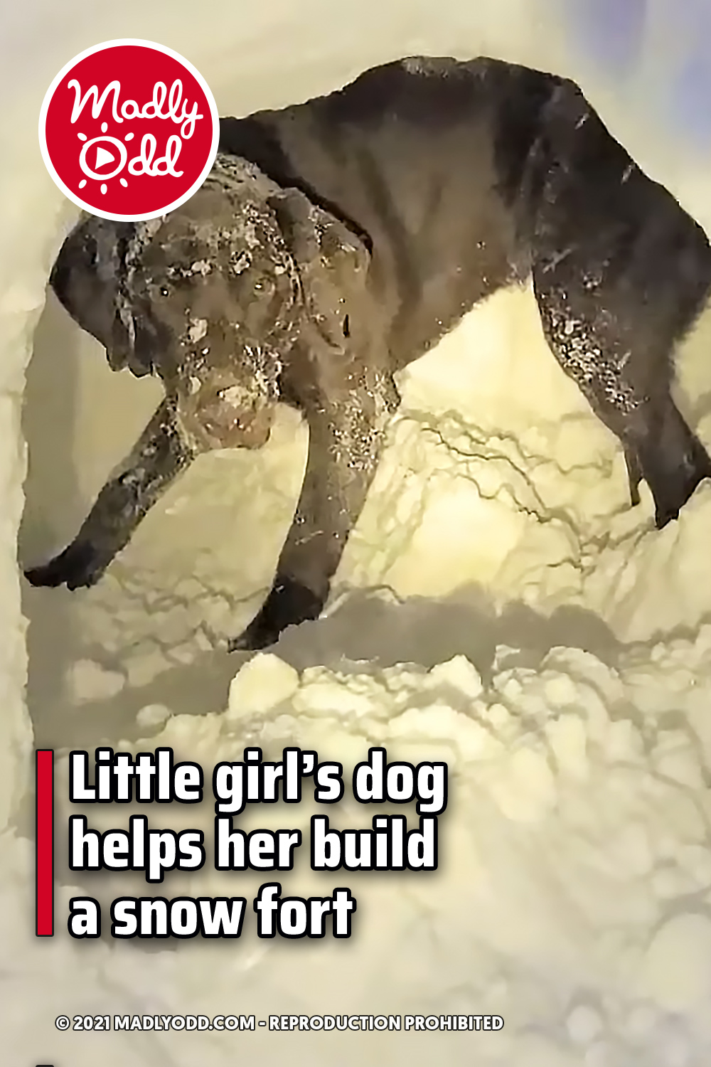 Little girl’s dog helps her build a snow fort