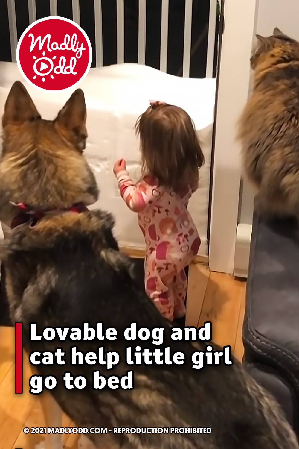 Lovable dog and cat help little girl go to bed