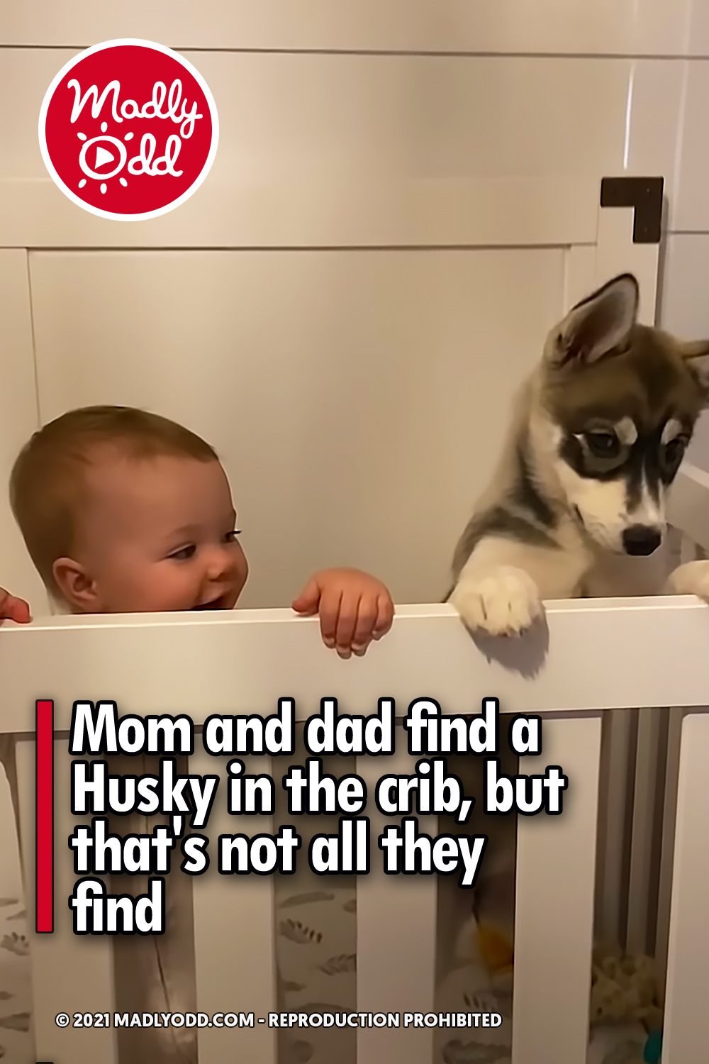 Mom and dad find a Husky in the crib, but that\'s not all they find