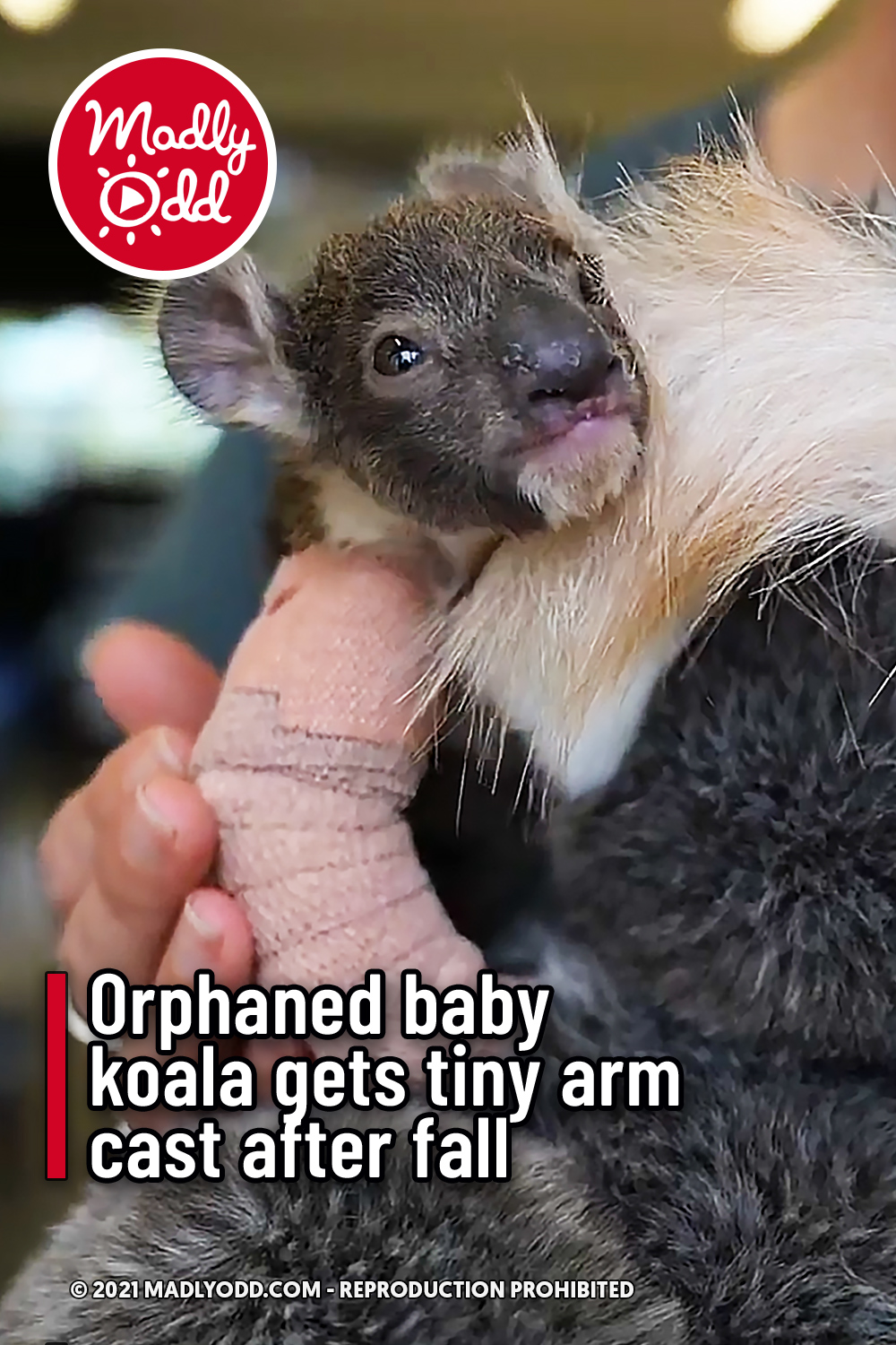 Orphaned baby koala gets tiny arm cast after fall