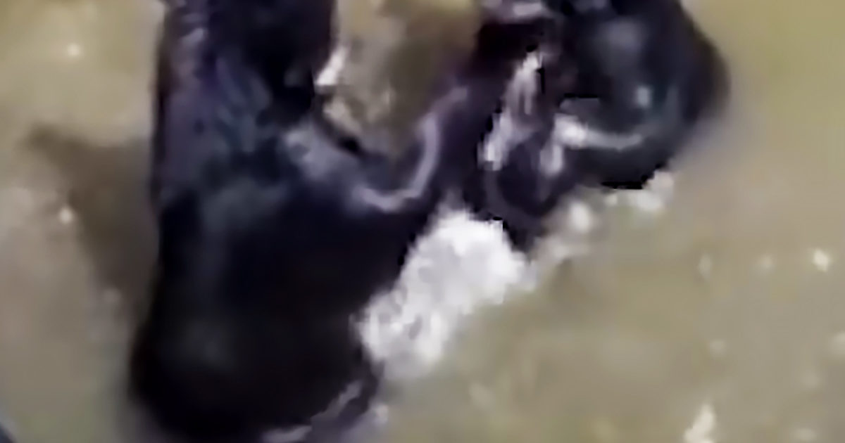 Pinterest Hidden Image