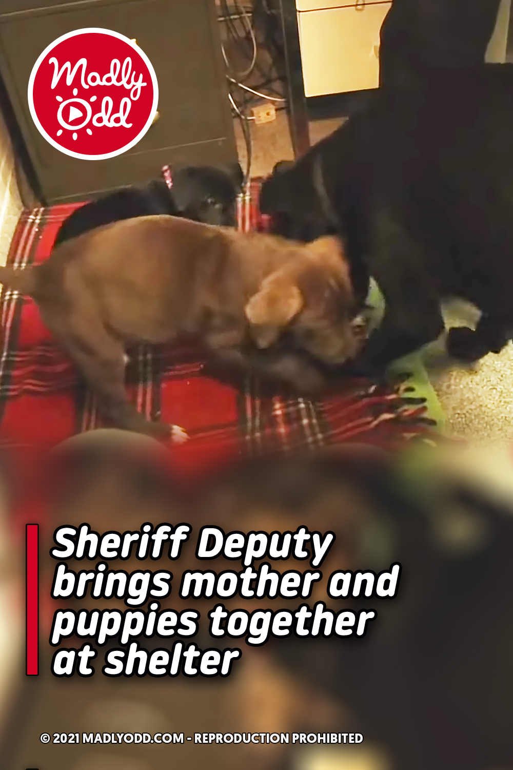 Sheriff Deputy brings mother and puppies together at shelter
