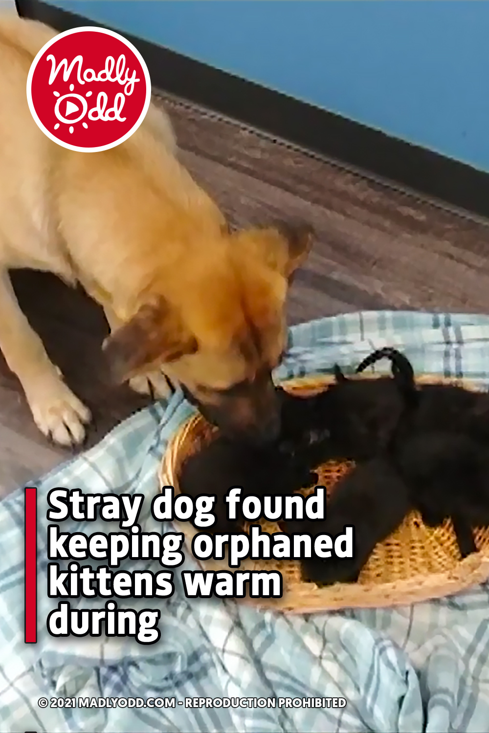 Stray dog found keeping orphaned kittens warm during