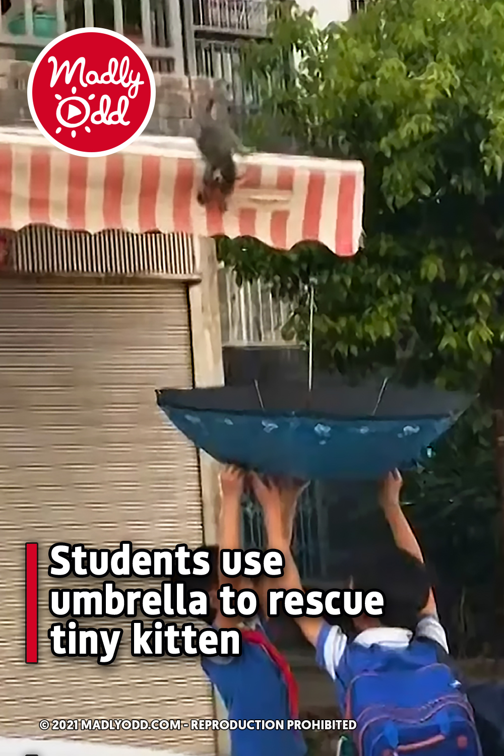 Students use umbrella to rescue tiny kitten