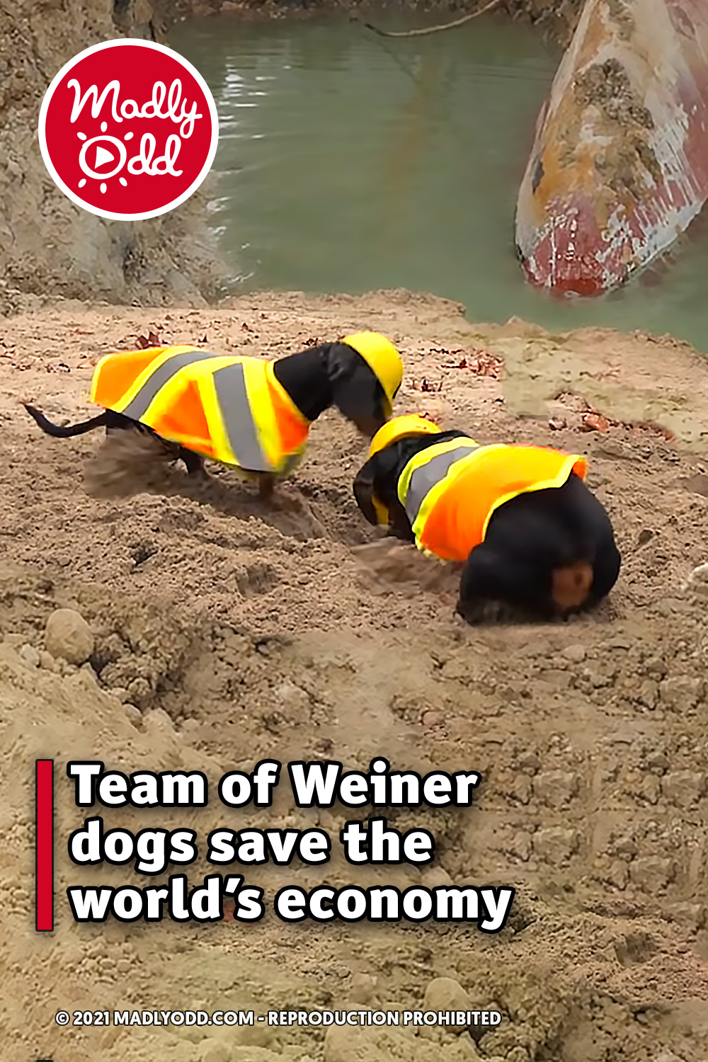 Team of Weiner dogs save the world’s economy