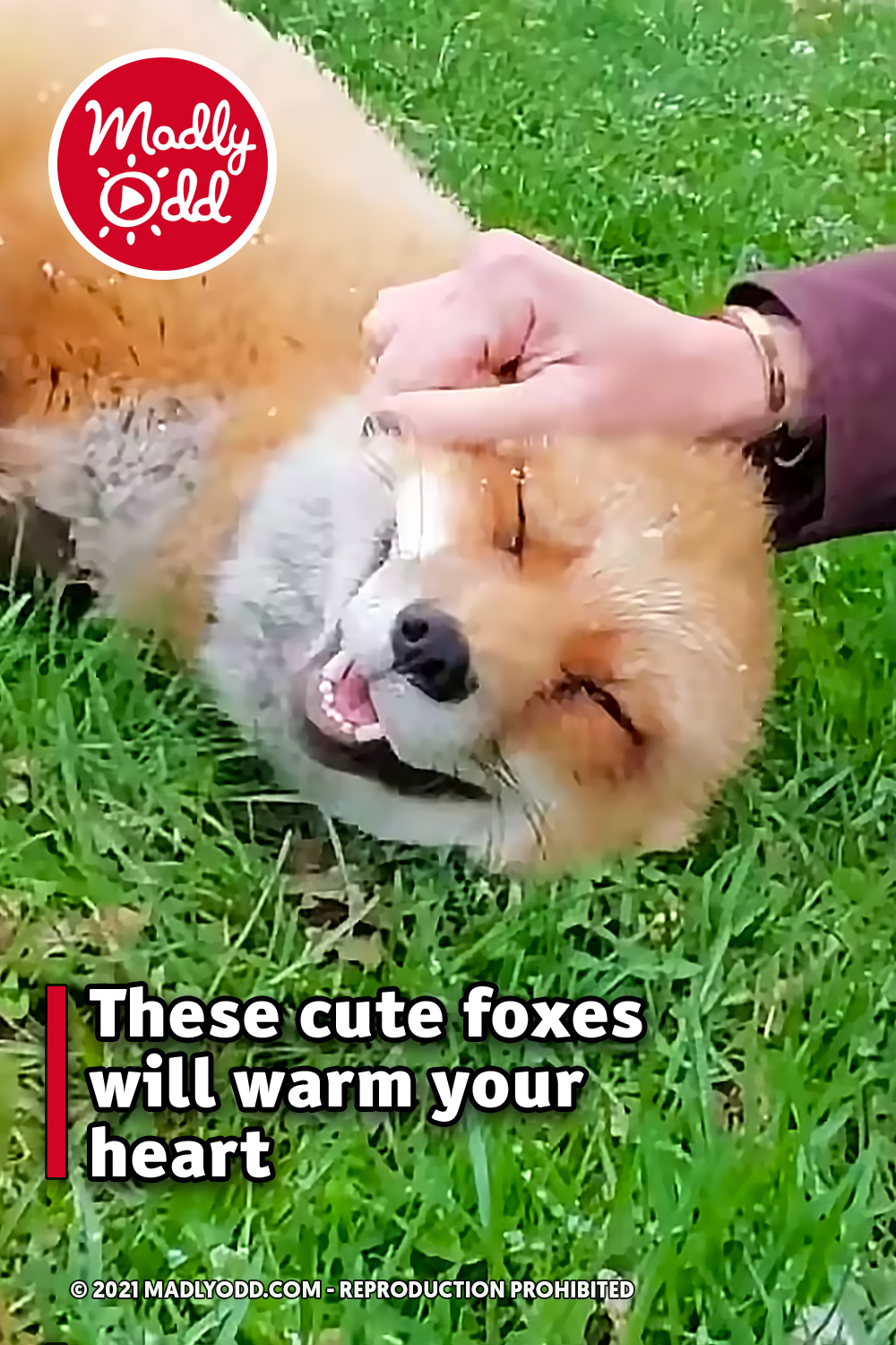 These cute foxes will warm your heart