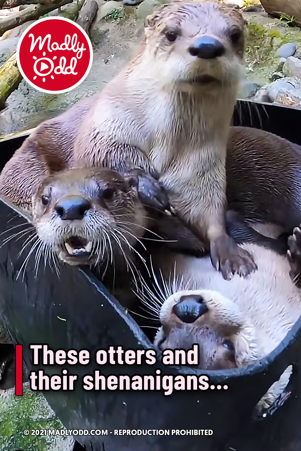 These otters and their shenanigans…