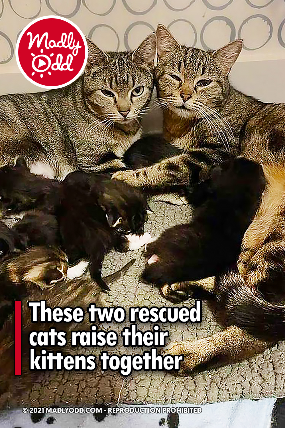 These two rescued cats raise their kittens together