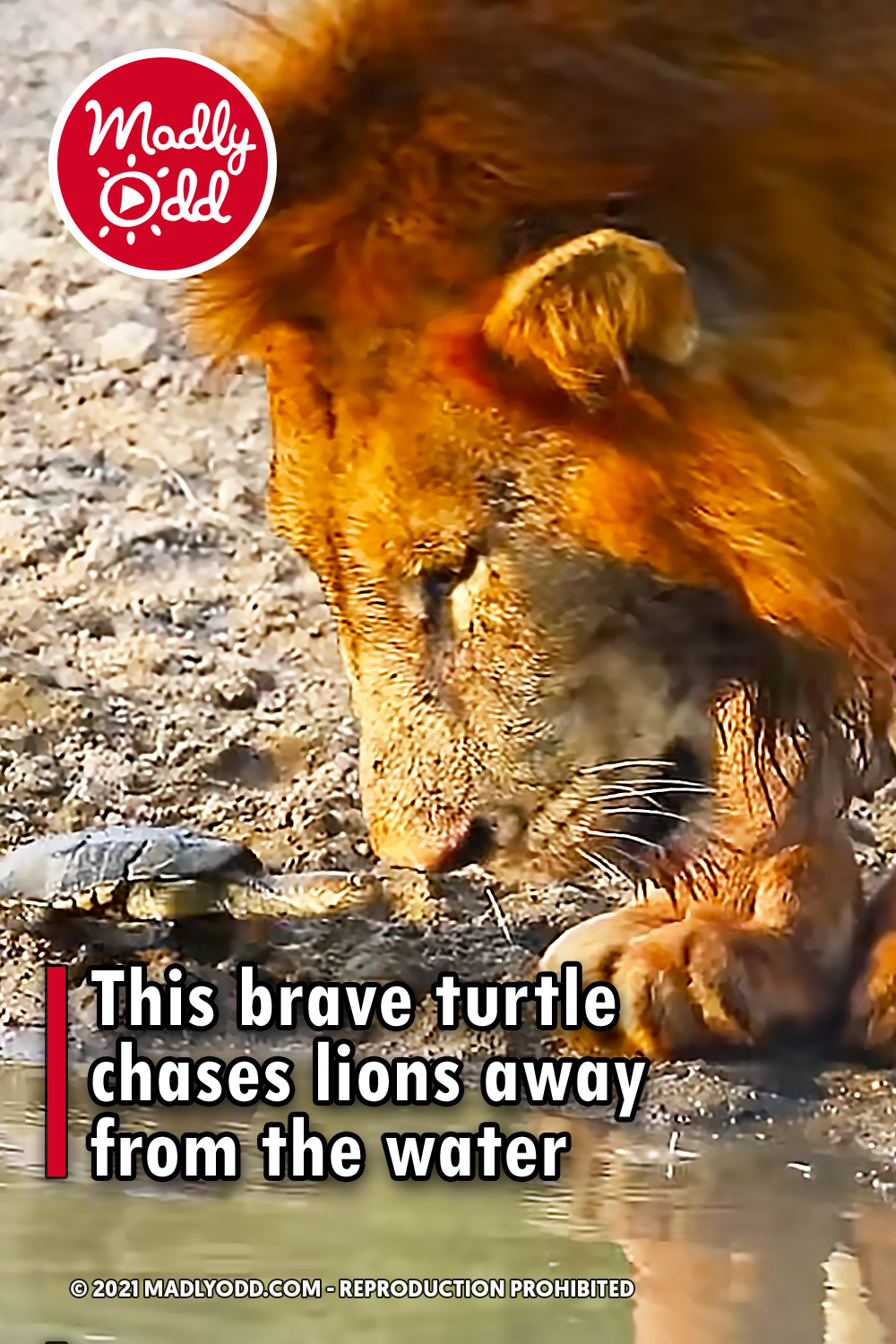 This brave turtle chases lions away from the water