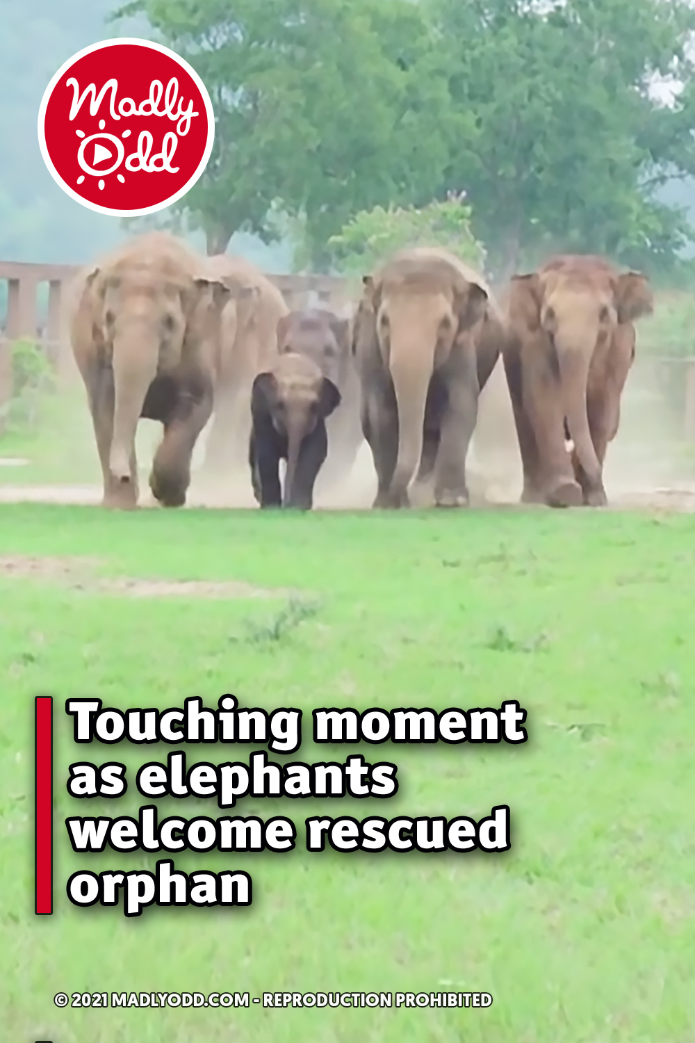 Touching moment as elephants welcome rescued orphan