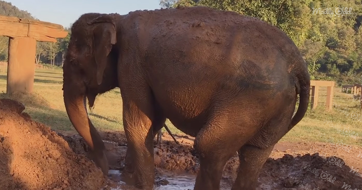 Og1 73 Year Old Elephant Rescued From Years Of Torture