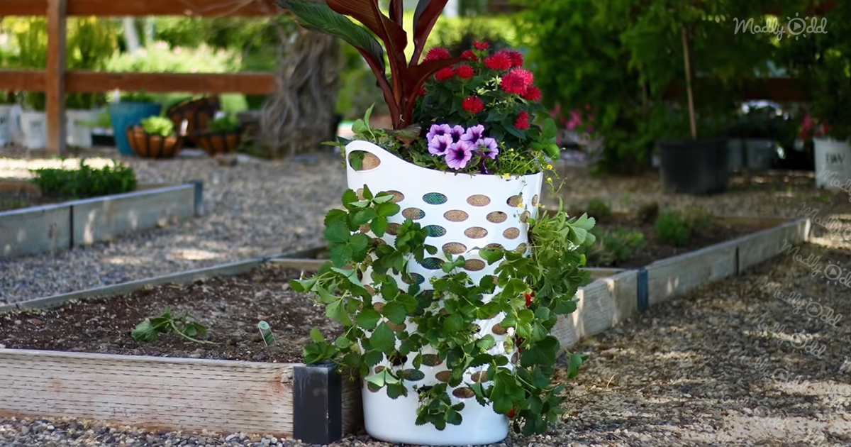 Laundry baskets make perfect (and easy) strawberry planters