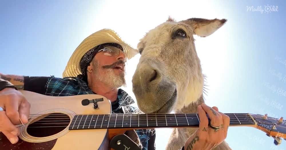 “Pancakes for Breakfast” by Christopher Ameruoso (and Lilly The Donkey)