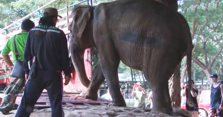 Og2 73 Year Old Elephant Rescued From Years Of Torture