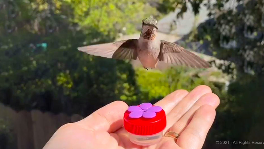Adorable Hummingbird Sleeps While Hanging Upside Down – Madly Odd!
